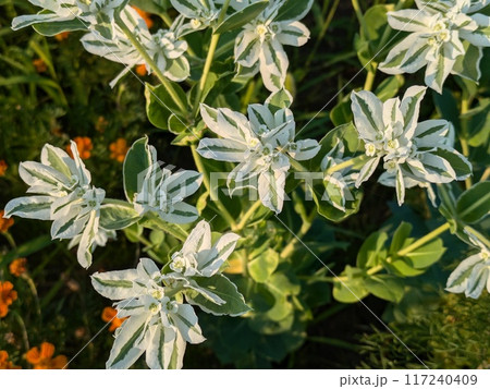 夏の庭に咲く緑色に白い縁取りの葉と白い小花のハツユキソウの花 夏の庭に咲く緑色に白い縁取りの葉と白い小花のハツユキソウの花 117240409
