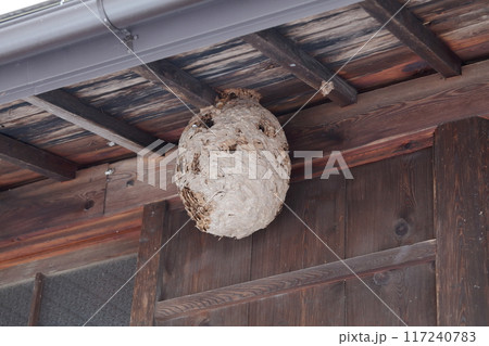 スズメバチの巣 軒下 スズメバチの巣 軒下 117240783