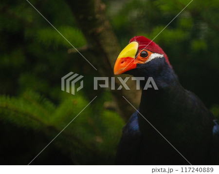 Portrait of a colorful violet turaco 117240889