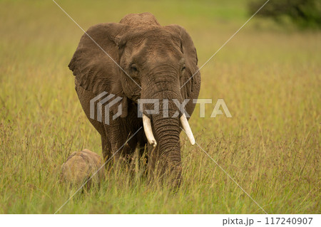 African bush elephant stands by young calf African bush elephant stands by young calf 117240907