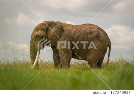 African elephant stands in profile in grass African elephant stands in profile in grass 117240927
