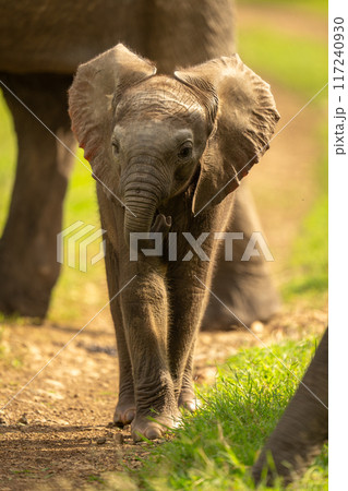 Baby African bush elephant standing between others Baby African bush elephant standing between others 117240930