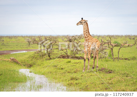 Baby Masai giraffe stands by standing water Baby Masai giraffe stands by standing water 117240937