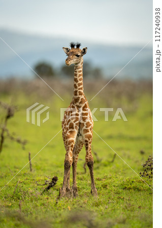 Baby Masai giraffe stands looking at camera Baby Masai giraffe stands looking at camera 117240938