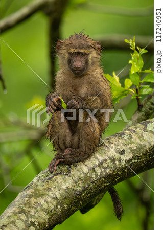 Baby olive baboon holds leaf on branch Baby olive baboon holds leaf on branch 117240951
