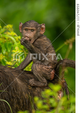 Baby olive baboon on mother biting fist Baby olive baboon on mother biting fist 117240959