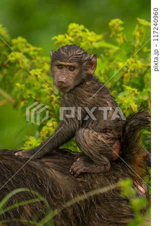Baby olive baboon on mother by bush Baby olive baboon on mother by bush 117240960