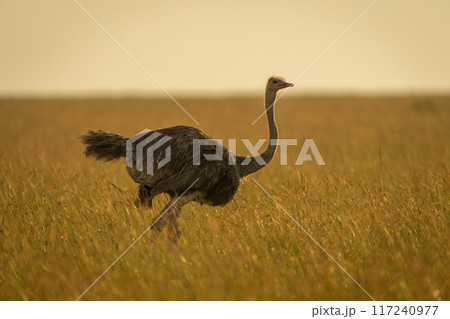 Backlit female common ostrich walks through savannah 117240977