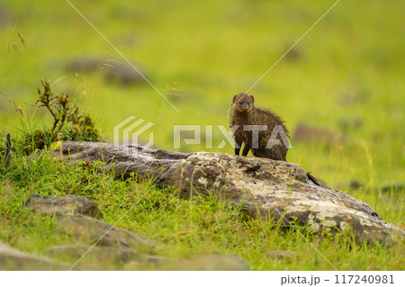 Banded mongoose watching camera from lichen-covered rock 117240981