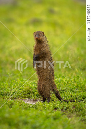 Banded mongoose watching camera on hind legs 117240982