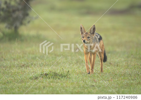 Black-backed jackal approaches camera on dewy grass Black-backed jackal approaches camera on dewy grass 117240986
