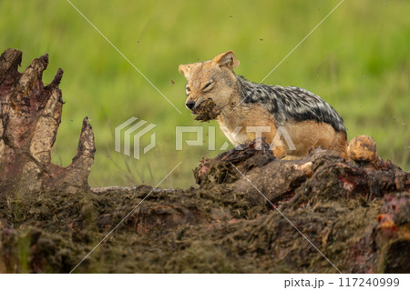 Black-backed jackal stands by carcase shaking head Black-backed jackal stands by carcase shaking head 117240999