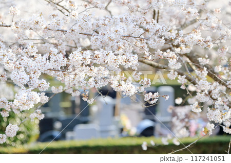 桜が咲く霊園 117241051