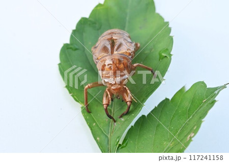 セミの抜け殻・夏の風物詩 117241158