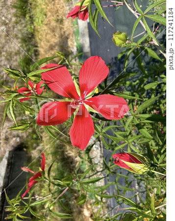 紅葉葵 モミジアオイ 紅葉葵 モミジアオイ 117241184