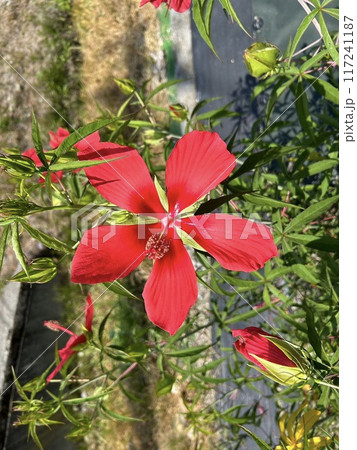 紅葉葵 モミジアオイ 紅葉葵 モミジアオイ 117241187