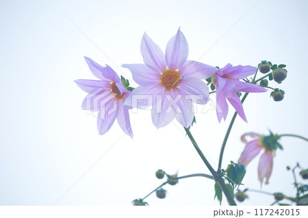 皇帝ダリア 皇帝ダリア 117242015