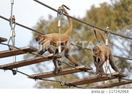 クモザル、ジェフロイクモザル）木の吊り橋を渡る 117242068
