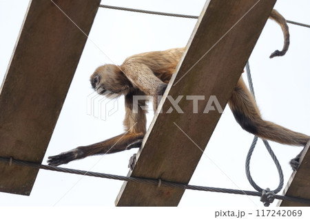 クモザル、ジェフロイクモザル)木の吊り橋を渡る クモザル、ジェフロイクモザル)木の吊り橋を渡る 117242069