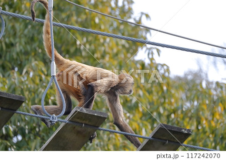 クモザル、ジェフロイクモザル)木の吊り橋を渡る クモザル、ジェフロイクモザル)木の吊り橋を渡る 117242070