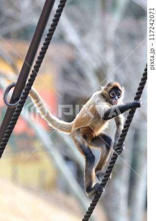 クモザル、ジェフロイクモザル クモザル、ジェフロイクモザル 117242071