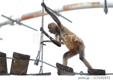 クモザル、ジェフロイクモザル クモザル、ジェフロイクモザル 117242072