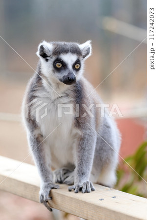 ワオキツネザル）警戒中 117242073