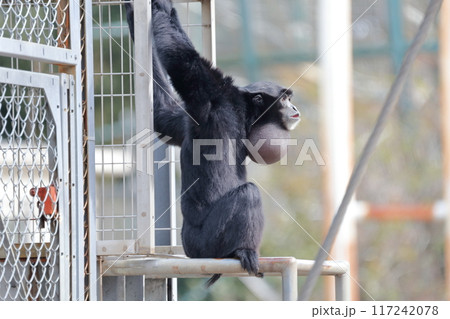 フクロテナガザル）あごの下にある大きな鳴き袋を膨らませる 117242078