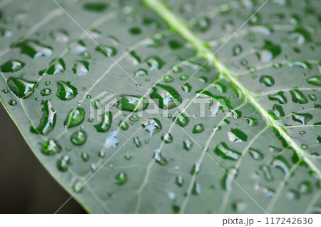 rain drop on the leaf, pagoda tree or frangipani or temple tree and rain drop rain drop on the leaf, pagoda tree or frangipani or temple tree and rain drop 117242630