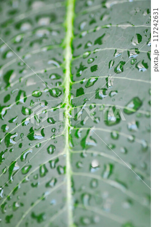 rain drop on the leaf, pagoda tree or frangipani or temple tree and rain drop 117242631