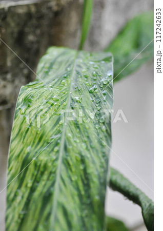 SynonymA sanderae, Variegated Shell Ginger or ZINGIBERACEAE or Alpinia sandrerae and dew drop SynonymA sanderae, Variegated Shell Ginger or ZINGIBERACEAE or Alpinia sandrerae and dew drop 117242633