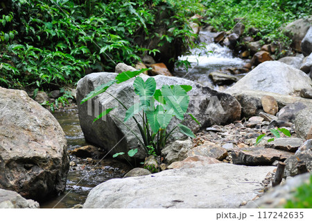 waterfall and plant, river and rock or splash background or colocasia esculenta and river waterfall and plant, river and rock or splash background or colocasia esculenta and river 117242635