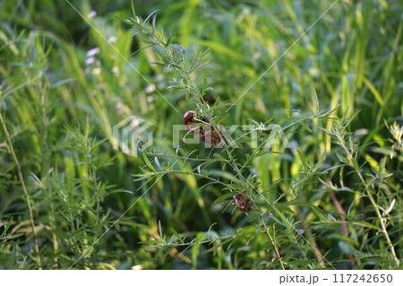 ヨモギにセミの抜け殻 117242650