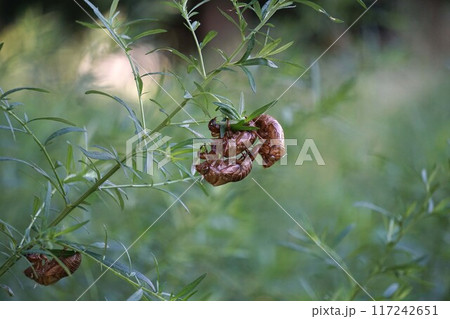 ヨモギにセミの抜け殻 117242651