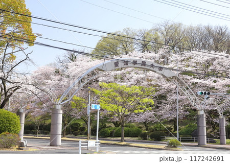 桜が咲くアーチ型の入り口 桜が咲くアーチ型の入り口 117242691