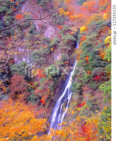 「日本の滝百選」神庭の滝（かんばのたき）と色とりどりな紅葉/「日本百景」/「国指定名勝」 117243335