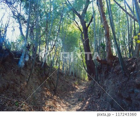 「世界文化遺産」熊野古道、大辺地の富田坂（とんだざか）/草堂寺付近の竹林の参詣道 117243360