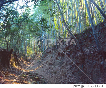 「世界文化遺産」熊野古道、大辺地の富田坂(とんだざか)/草堂寺付近の竹林の参詣道 「世界文化遺産」熊野古道、大辺地の富田坂(とんだざか)/草堂寺付近の竹林の参詣道 117243361