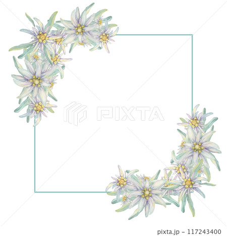 Corner frame with edelweiss flowers. Hand drawn watercolor clipart, floral rustic style in pastel colors. Design template for postcard, invitation, printing, wedding, isolated on white background 117243400