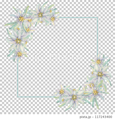 Corner frame with edelweiss flowers. Hand drawn watercolor clipart, floral rustic style in pastel colors. Design template for postcard, invitation, printing, wedding, isolated on white background 117243400