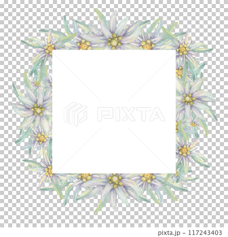 Square wreath of edelweiss flowers. Hand drawn watercolor frame clipart, floral rustic style in pastel colors. Design template for postcard, invitation, printing, wedding, isolated on white background Square wreath of edelweiss flowers. Hand drawn watercolor frame clipart, floral rustic style in pastel colors. Design template for postcard, invitation, printing, wedding, isolated on white background 117243403