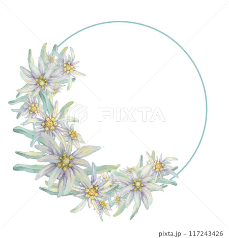 Round wreath of edelweiss flowers. Hand drawn watercolor clipart, minimalistic floral style in pastel colors. Design template for postcard, invitation, printing, weddings, isolated on white background Round wreath of edelweiss flowers. Hand drawn watercolor clipart, minimalistic floral style in pastel colors. Design template for postcard, invitation, printing, weddings, isolated on white background 117243426
