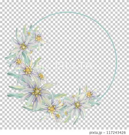 Round wreath of edelweiss flowers. Hand drawn watercolor clipart, minimalistic floral style in pastel colors. Design template for postcard, invitation, printing, weddings, isolated on white background Round wreath of edelweiss flowers. Hand drawn watercolor clipart, minimalistic floral style in pastel colors. Design template for postcard, invitation, printing, weddings, isolated on white background 117243426