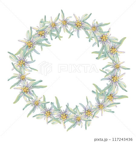 Round wreath of edelweiss flowers. Hand drawn watercolor clipart, minimalistic floral style in pastel colors. Design template for postcard, invitation, printing, weddings, isolated on white background 117243436