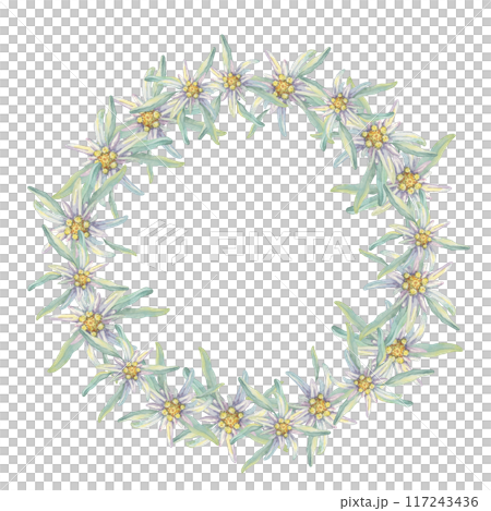 Round wreath of edelweiss flowers. Hand drawn watercolor clipart, minimalistic floral style in pastel colors. Design template for postcard, invitation, printing, weddings, isolated on white background 117243436