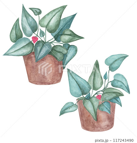 Set of Heart fern plants with pots, watercolor. Pink, green love plant clipart isolated on white background. Mothers, Fathers day hand drawn design for printing, cards, gift wrapping 117243490