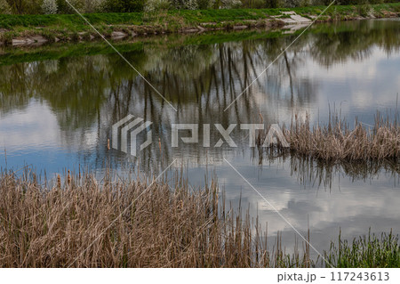 Tranquil landscape at a lake, with the vibrant sky, white clouds and the trees reflected symmetrically in the clean blue water 117243613