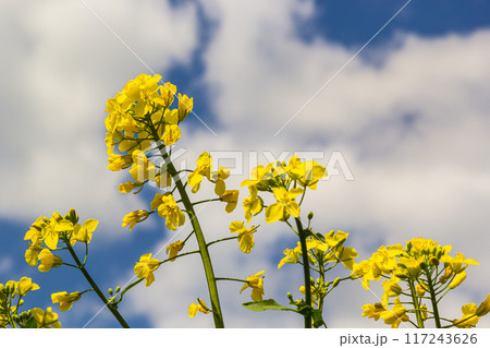 Blooming canola field and blu sky with stormy clouds 117243626