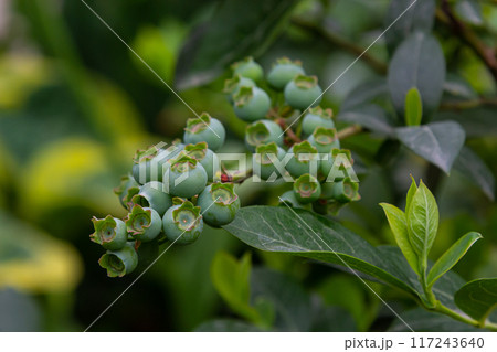 Northern blueberry or sweet hurts Vaccinium boreale cultivated at bio farm 117243640
