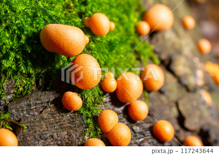 Orange red slime mold mushroom Lycogala epidendrum in the autumn forest 117243644